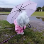 Ollipet regndragt til hunde | Color Collection | OUTLET