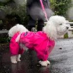 Ollipet regndragt til hunde | Color Collection | OUTLET