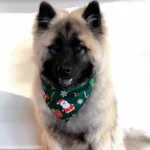 Juletørklæde til hund eller kat | Ollipet