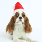 Formfast Nissehue til hunde