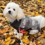 Grå hundesweater med snefnug