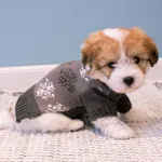 Grå hundesweater med snefnug