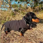 Ollipet Cosy fleecedækken 2i1 | OUTLET