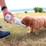 Ollipet Pet Water Cup | 2i1