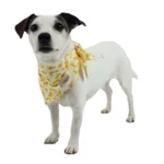Ollipet Frugt Bandana | OUTLET