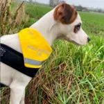 Ollipet Hold afstand tak | Bandana