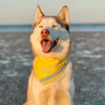 Ollipet Hold afstand tak | Bandana