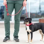 DOG Copenhagen Urban Rope Leash