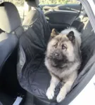 Ollipet Bilsædebeskytter