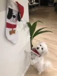 Hundens Julesok