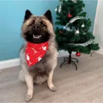 Julebandana med rensdyr