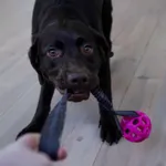 Trixie Bungee Tugger med bold