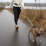 DogLemi Løbeline med bælte