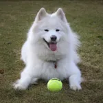 KONG AirDog Squeaker Tennisbold L