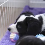 Ollipet Macaron chew rope ball