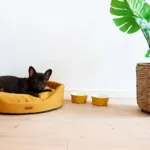 Amiplay Oval Hundeseng | Color
