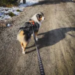 Non-Stop dogwear Touring Bungee Leash | OUTLET