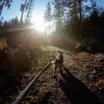 Non-Stop dogwear Touring Bungee Leash | OUTLET