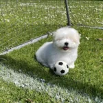 Ollipet Natur Latex Fodbold