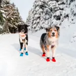 Non-Stop dogwear Long Distance bootie 4pk | OUTLET