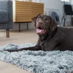Ollipet Soft Cloud hundetæppe