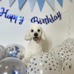 Ollipet WOOF Party Pakke