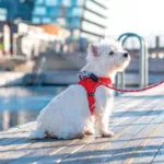 DOG Copenhagen | Comfort Walk Go Sele