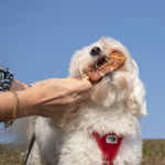 Trixie Dentafun hundeis | Chicken Pops