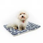 Ollipet Wellness Madras