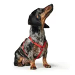 Hunter London Vario Rapid Hundesele