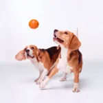 Liker Orange Ball