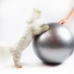 Ollipet DogFit Air | Balance Ball