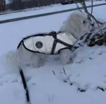 Ollipet Arctic Explorer Refleks | Vinterdækken