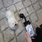 Selfiestang til hunde
