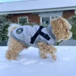 Ollipet Winter Sport | Jakke med sele og lynlås
