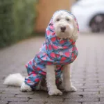 Ollipet Ponjo Regndragt | OUTLET