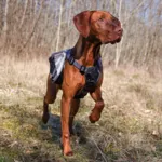 Ollipet Hiking Gear Backpack