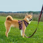 Ollipet City Lux Hundesele | Cute Hedgehog | OUTLET