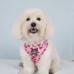 Ollipet City Lux Hundesele | Hearts Of Love | OUTLET