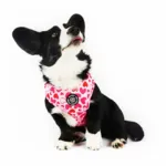 Ollipet City Lux Hundesele | Hearts Of Love | OUTLET