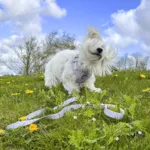 Ollipet City Lux Hundesele | Cute Little Dots | OUTLET