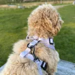 Ollipet City Lux Hundesele | Olli Paws/Dots | OUTLET