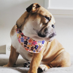 Ollipet City Lux Bandana | Sweet Flowers | OUTLET