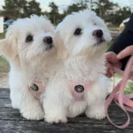 Ollipet Teddy Step-in hundesele | Lyserød