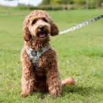 Ollipet City Lux Step-in sele | Camouflage
