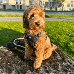 Ollipet Adventure Hundesele Sort str. XL, OUTLET
