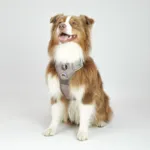 Ollipet Adventure Hundesele Sort str. XL, OUTLET