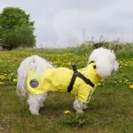 Ollipet Aqua Explorer Regnjakke med sele