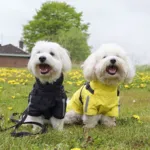 Ollipet Aqua Explorer Regnjakke med sele