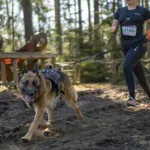 Non-Stop Dogwear Rock Harness Long | OUTLET